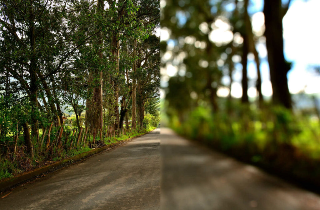 A view of a pathway with trees on either side, with the left depicting what it would look like with clear vision and the right side showing what it would look like with blurry vision